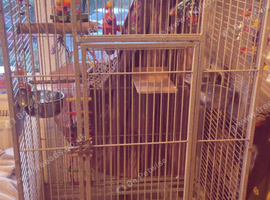 Male Indian ringneck
