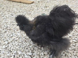 USA silkie cockerel free to good home