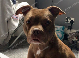 Urgent rehome
