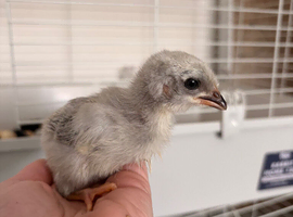 Lavender Leghorn 1 week old chicks