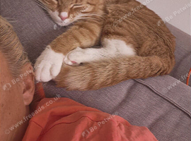 Young male cat