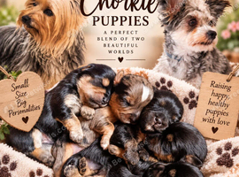 Beautiful Chorkie Puppies
