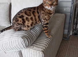 Handsome BENGAL Boy For STUD