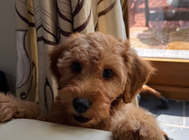 Gorgeous F1b miniature Irishdoodles