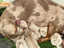 Gorgeous Isabella Dapple Miniature Dachshunds