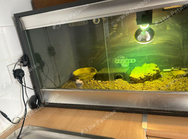 Bearded dragon for sale