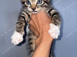 Last 2 Maine coon kittens
