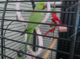 Male indian ring neck