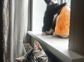 kittens