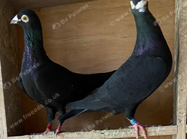 Black racers