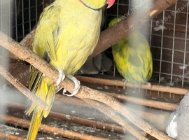 Olive ring neck