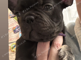Beautiful French bulldog