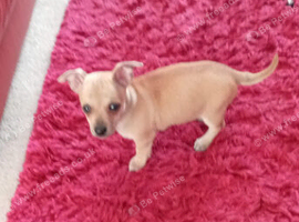 Chihuahua still availability