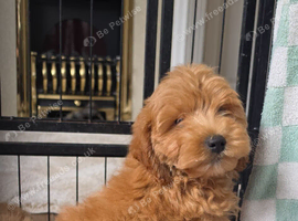 F2 gorgeous fox red girls for sale