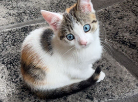 Kittens for sale