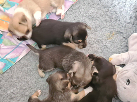 4 Boys and 1 Girl Chiuahua X