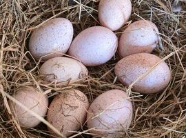 Bronze Turkey hatching Eggs