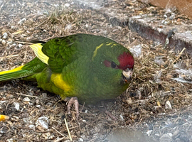 kakariki babies chicks ready to go to forever homes