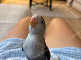 Lovebird