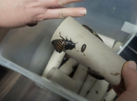 Start new colonies for sale madagascar hissing cockroach or any number of Madagascar Hissing Cockroaches?