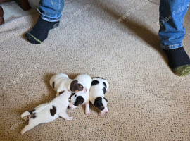 Jack Russel Puppies