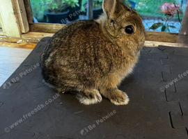 Agouti netherland dwarf buck