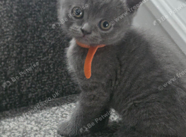 Cute British shorthair kittens