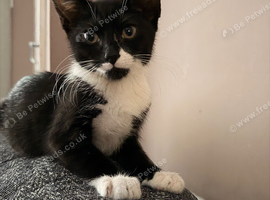 15 week old female