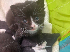 Kittens x3 black