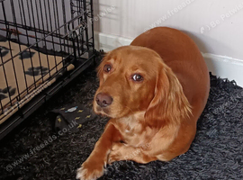 Working cocker spaniel