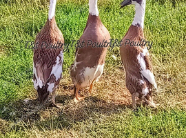 Fawn & White Indian Runner Duck Trio & spare drake