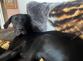 Grey dane