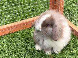 Mini lion lop