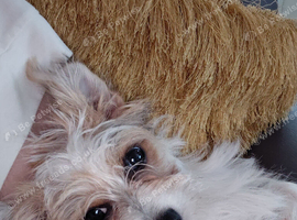 Jack russell terrier