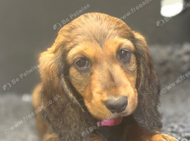 Kc registered Long Hair Dachshunds