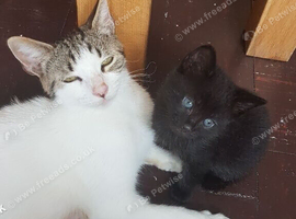 Cute 10‑week‑old kitten &mdash; ready for a new home.