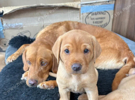 Outstanding litters of Labrador puppies
