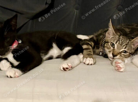 Kittens for sale