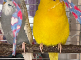 2 young male budgie full setup