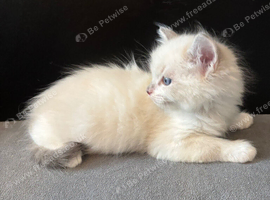 LAST GIRL.LAST boy Rare lilac bicolour ragdolls