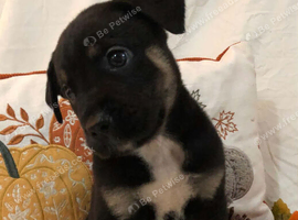 Rottweiler x