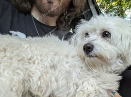 Bichon Fris&eacute; x Maltese