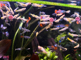 Bulk guppy