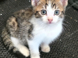 Bengal male kitten