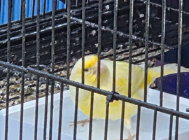 2 canary cocks wanted