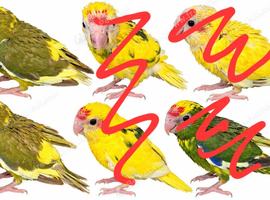 2x female kakarikis 8 weeks old