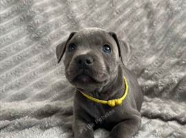 Blue staffordshire bull terrier puppies