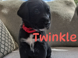 Golden Retriever X Greater Swiss Mountain Dog