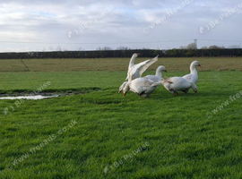 Premium Large-Strain Embden Breeding Stock