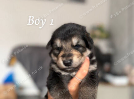 German shepard x collies